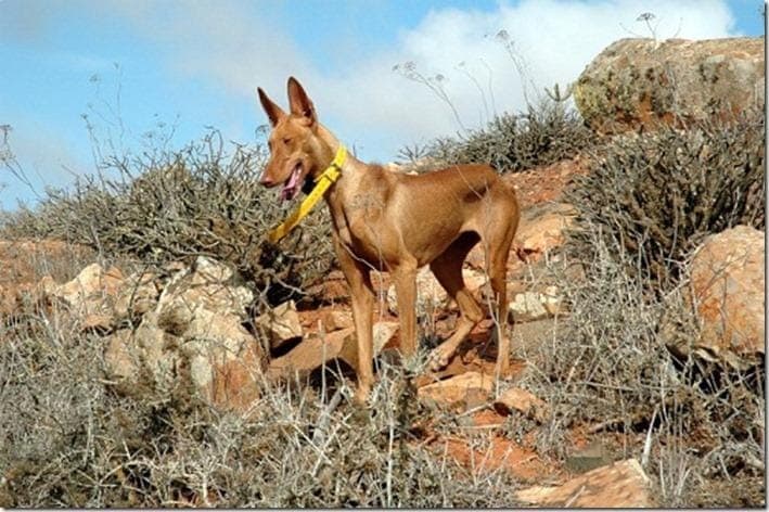 El Cabildo comunica que el Campeonato Social de Caza no cuenta con autorización