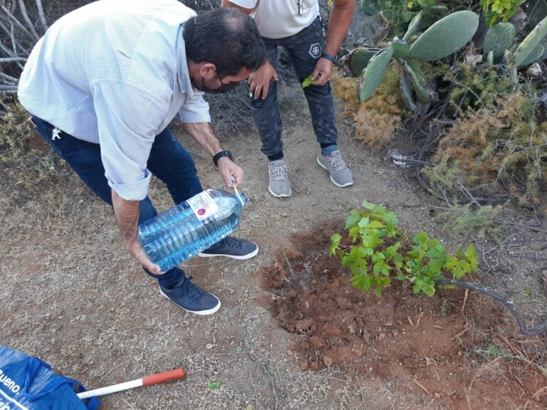El Cabildo fomenta el sector vinícola majorero y la conservación de las cepas históricas