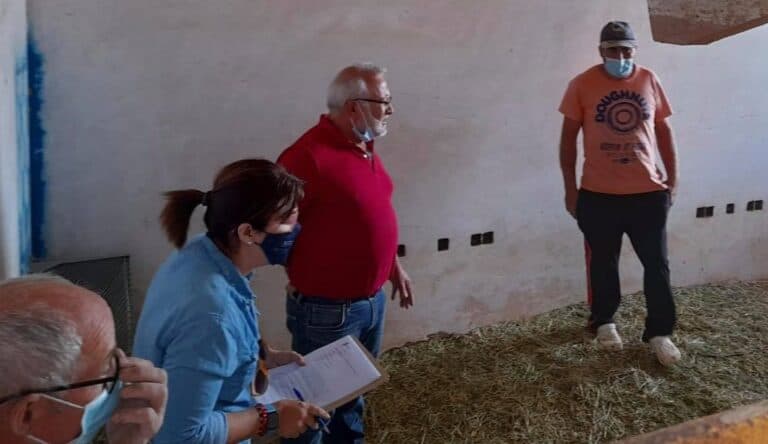 Betancuria subasta cuatro reses caprinas