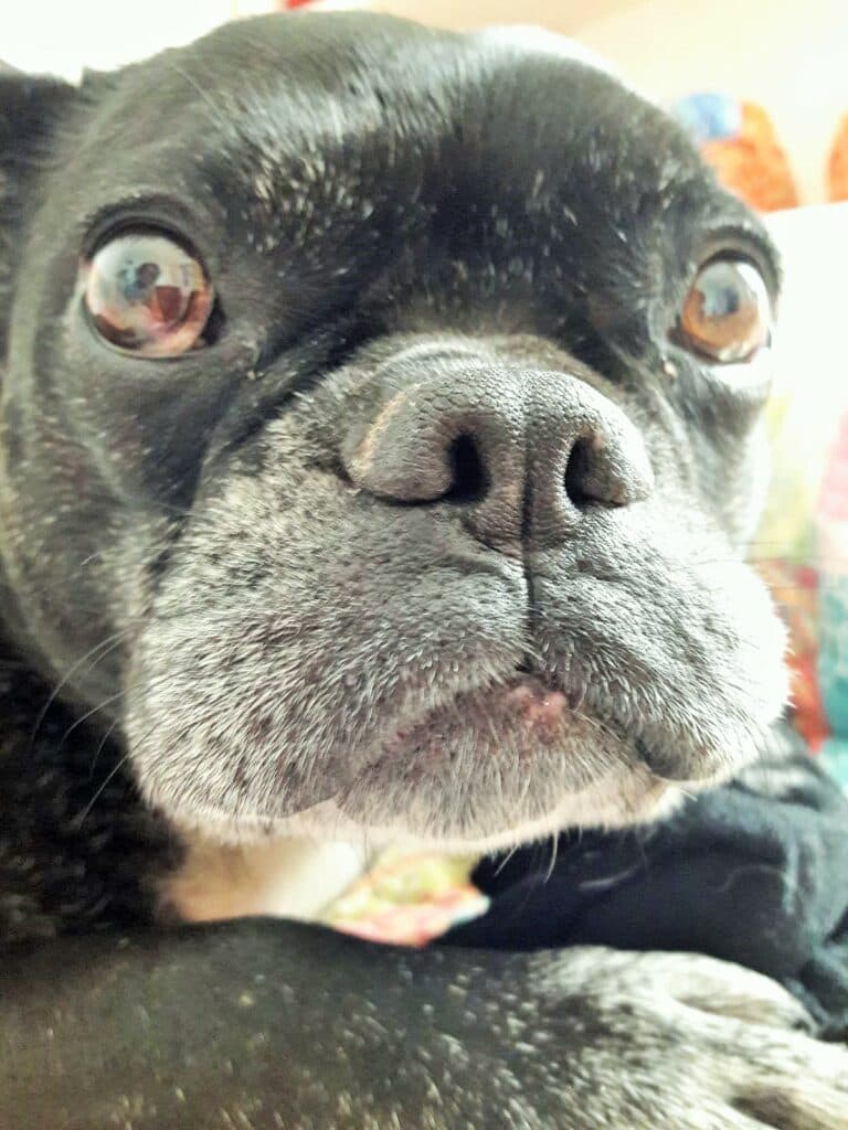 Caleta de Fuste y Los Alares inician este sábado la Campaña de Vacunación Antirrábica