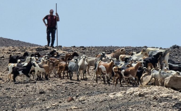 El Cabildo aporta 12.000 euros a la Asociación de Ganaderos Mal Nombre