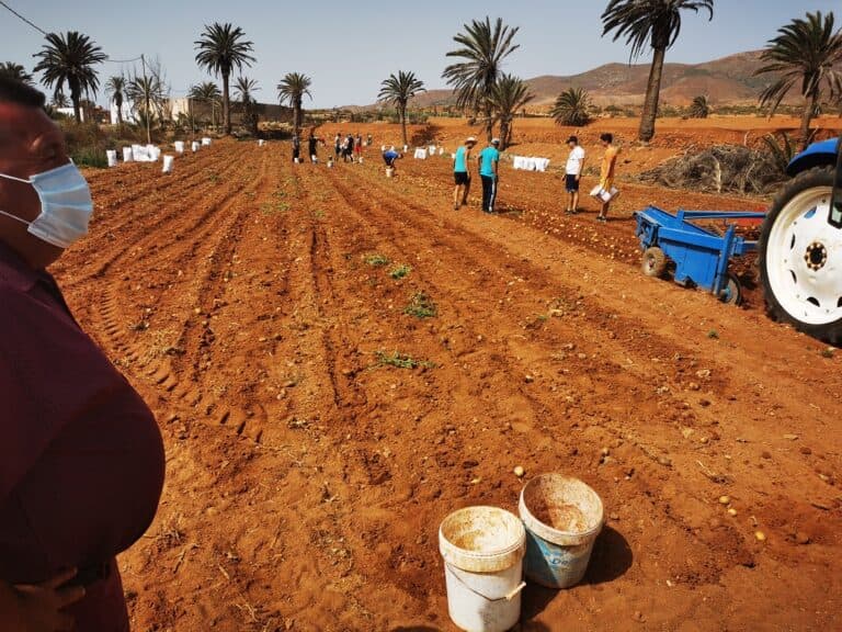 Las gavias de Antigua recuperan la juventud
