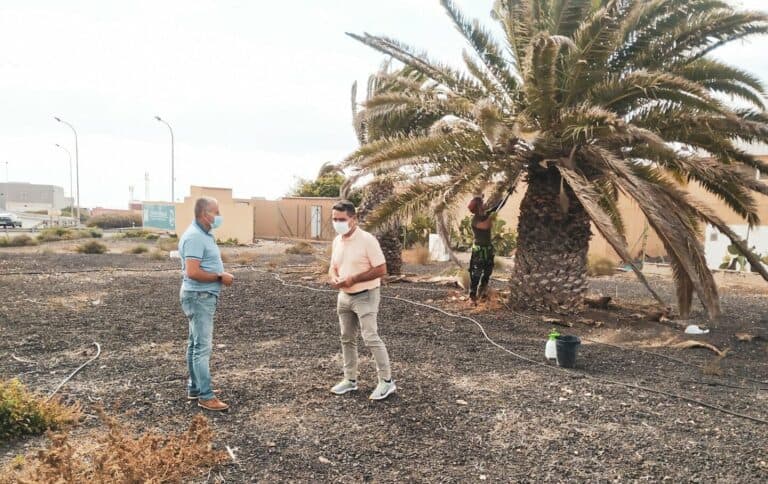 El Cabildo inicia los trabajos para acondicionar más de 200 palmeras
