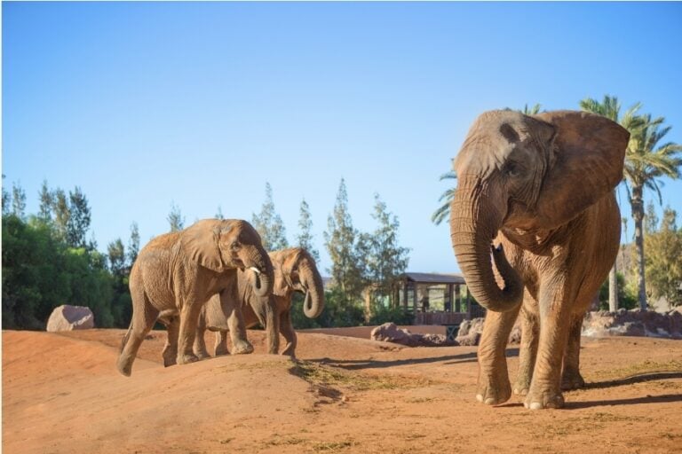 Oasis Wildlife abrirá de martes a domingo