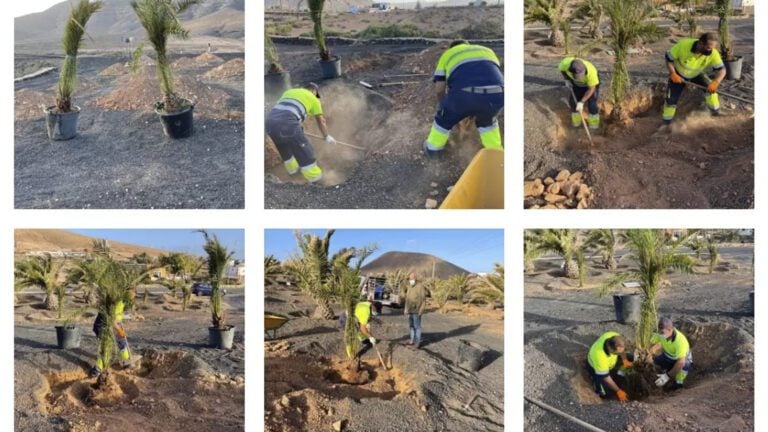 La Oliva vuelve a lucir verde gracias al «duro trabajo» del ayuntamiento