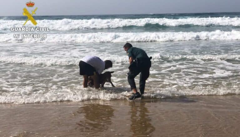 Rescatados dos perros deshidratados por la alerta de calor en una playa de Fuerteventura