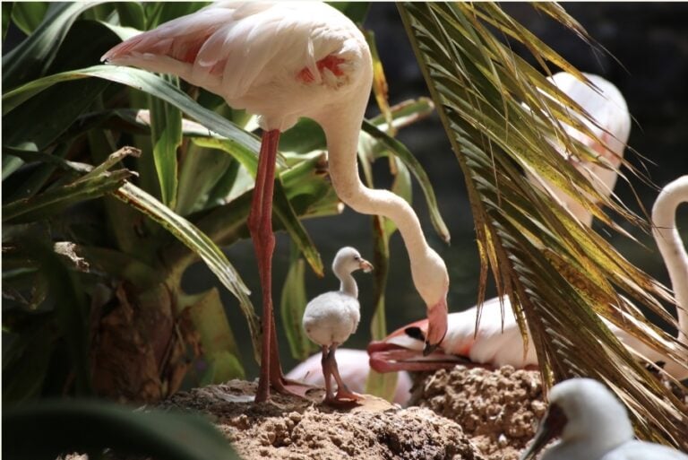 Dos flamencos, dos titi pigmeo y un oryx cimitarra nacen en Oasis Wildlife