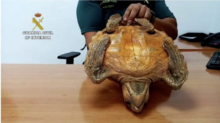 Denunciado un restaurante de Antigua por tener en su decoración dos ejemplares de tortuga ‘boba’