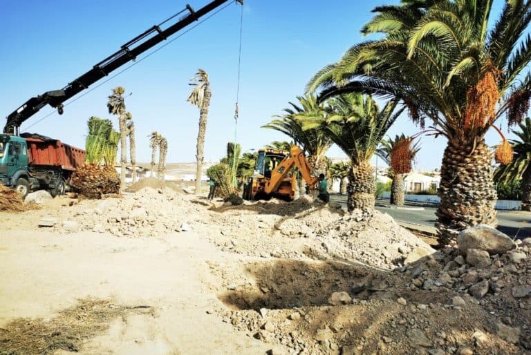 Antigua trasplanta medio centenar de palmeras en aceras a zonas verdes