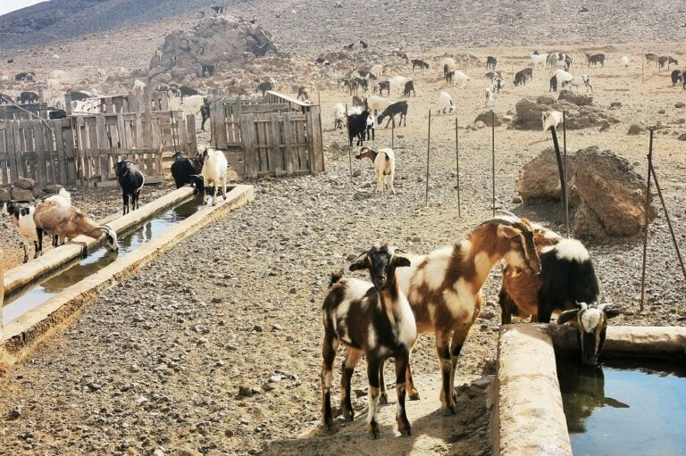 El Cabildo abre la convocatoria de las ayudas al sector primario por 8 millones de euros