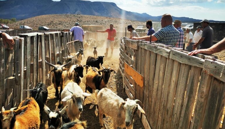 El empeño de los ganaderos del mancomún mantiene la tradición de la apañada