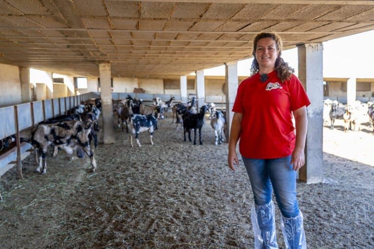 La cabra majorera, una raza única en el mundo por su resistencia y productividad lechera