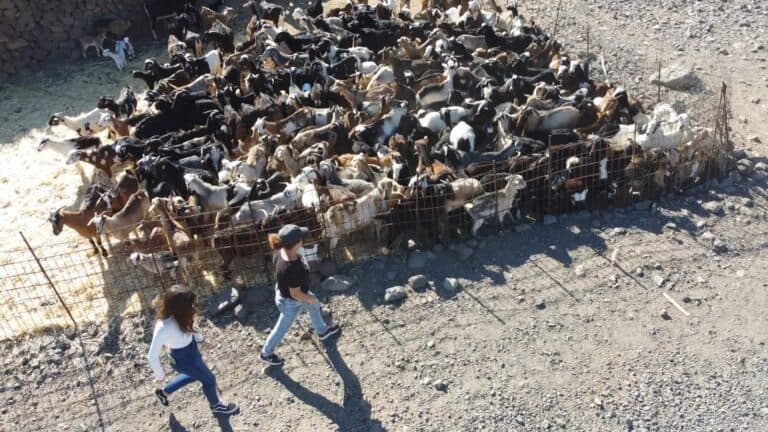 El Ayuntamiento lleva a cabo la vacunación de 300 ejemplares de ganadería de costa de Pájara