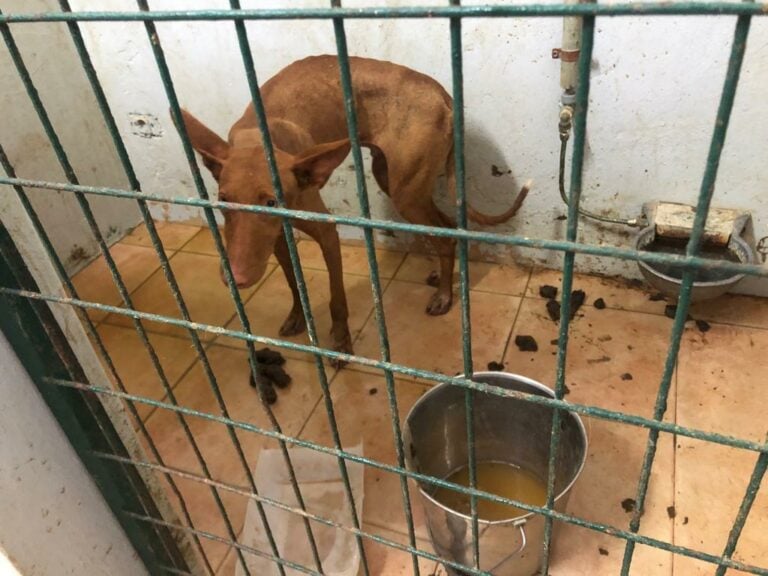 CC pregunta sobre un presunto caso de maltrato animal en la perrera portuense