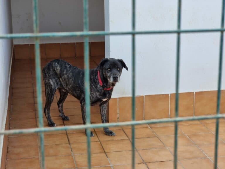 Primer Paseo Solidario por el Bienestar Animal, un llamado a la concienciación y el apoyo a las protectoras en Puerto del Rosario