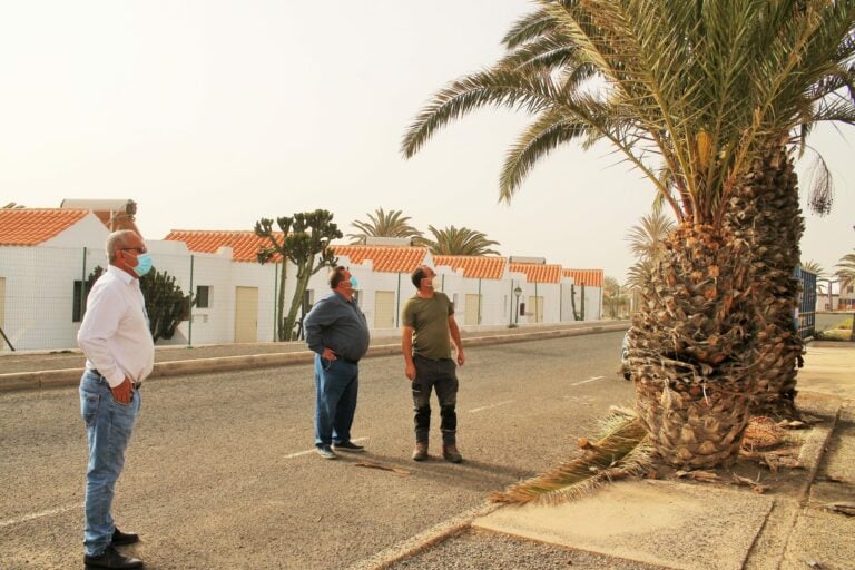 El Ayuntamiento poda 1.600 palmeras desde el paseo marítimo a la parte alta de El Castillo