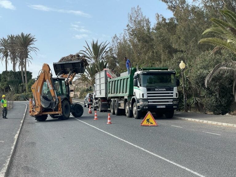 En peligro más de 7.000 palmeras de Costa Calma