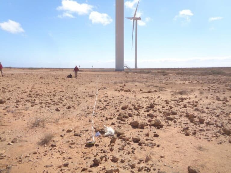 La muerte de dos guirres ‘paraliza’ el parque eólico de Puerto del Rosario