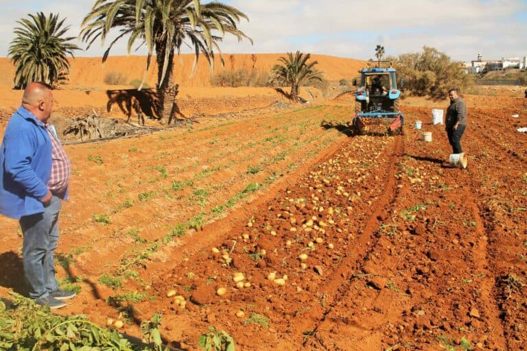 El Gobierno de Canarias pide a la población consumir papa local, con un «precio justo» de 1,40 euros el kilo
