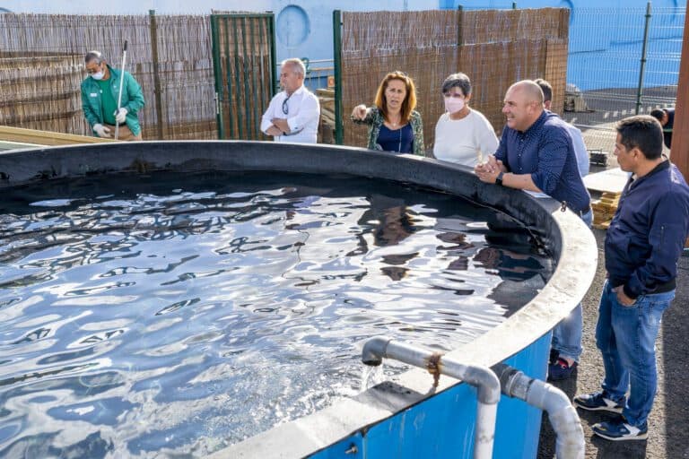 El Cabildo reabre el Centro de Recuperación de Tortugas Marinas