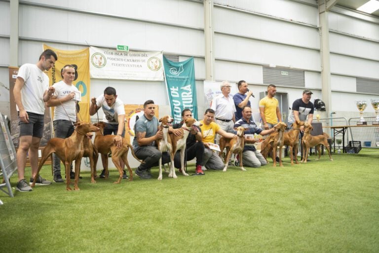 50 perros de caza participan en la X Exposición Insular Morfológica del Podenco Canario
