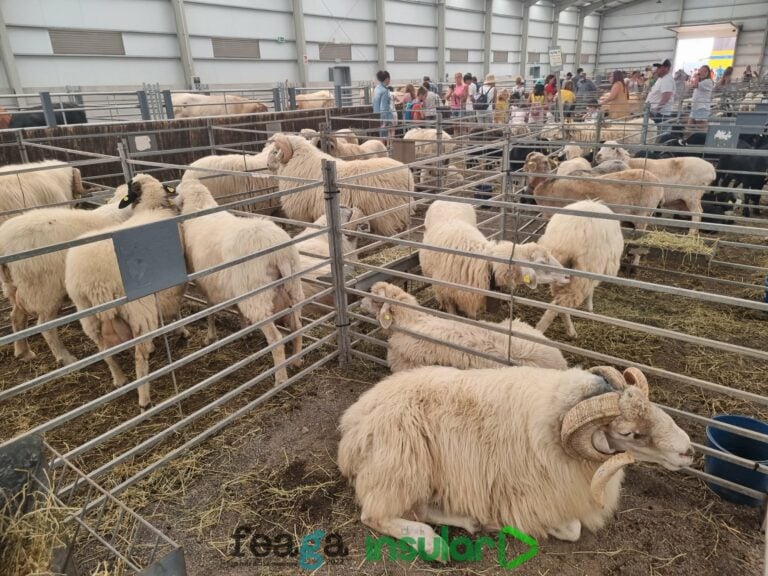 Animalistas critican FEAGA y De Vera les responde: «Vaya forma de buscar protagonismo»