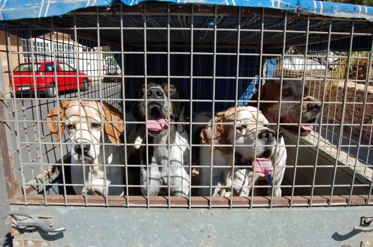 Identificación y Vacunación Antirrábica este sábado en Triquivijate y Casillas de Morales