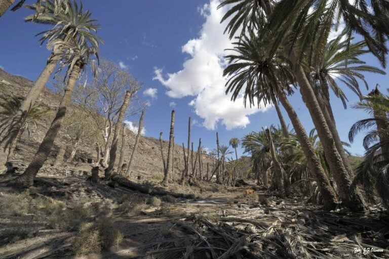 El PSOE potencia medidas para salvar los palmerales de Fuerteventura