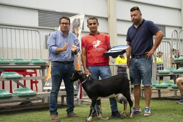 24 ejemplares participan en el III Concurso Morfológico de la Cabra Majorera