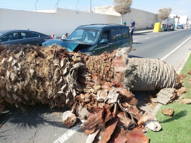 Cae una palmera sobre un vehículo en Puerto del Rosario