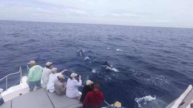 Fuerteventura celebra su XX aniversario como referente en protección cetáceos