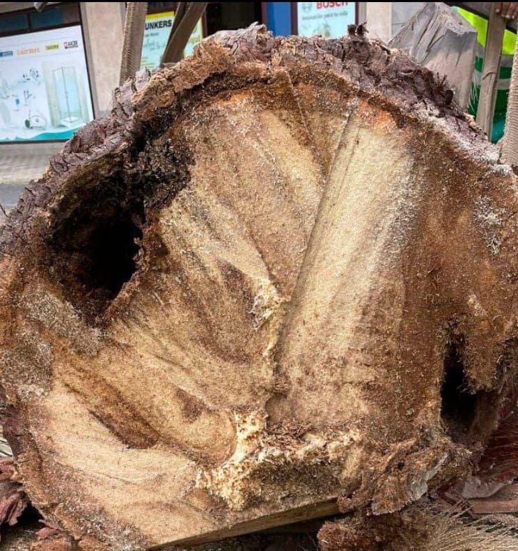 El ayuntamiento capitalino retira varias palmeras por riesgo para la ciudadanía