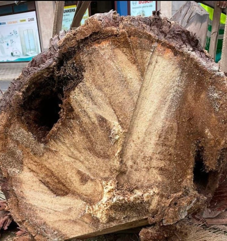 El ayuntamiento capitalino retira varias palmeras por riesgo para la ciudadanía