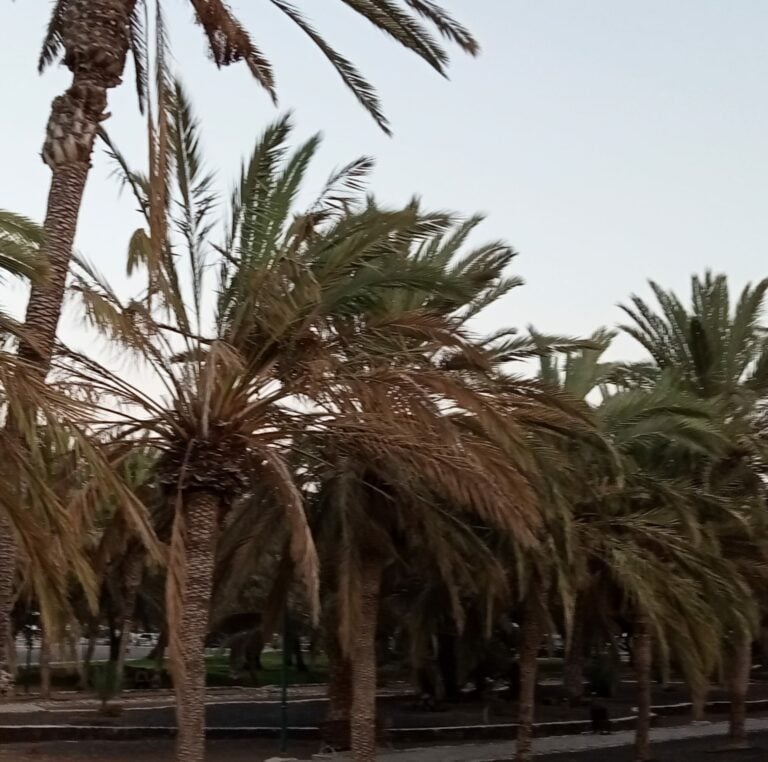 NC denuncia el «abandono» de los parques y jardines de Tuineje