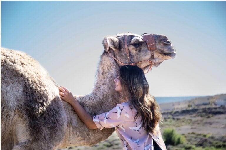 Muere Biocho el camello canario más longevo