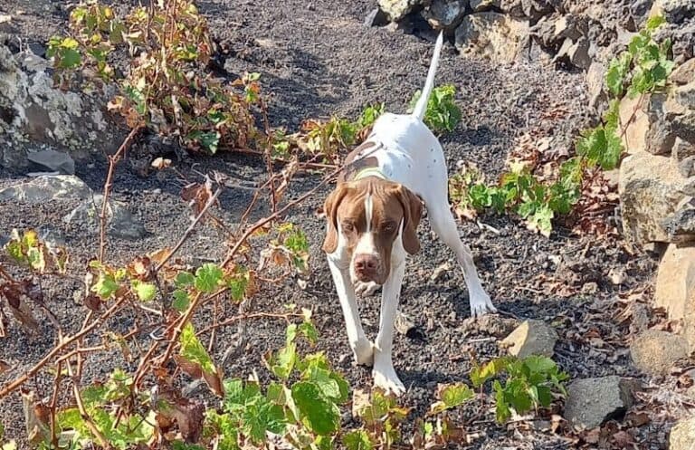 Suspendidos los Campeonatos de Caza y la jornada de caza del domingo