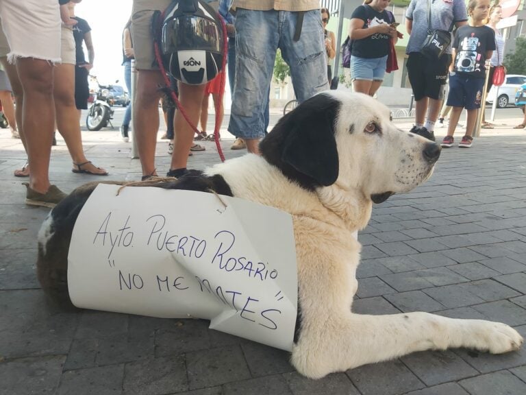 Exigen la creación urgente de una mesa de protección animal y mejoras en las instalaciones de la perrera