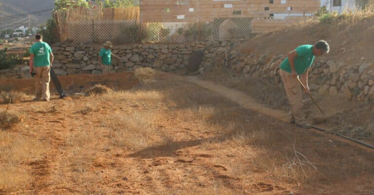 Campaña de limpieza y arreglo de palmeras en el entorno de la Vega de Río Palmas