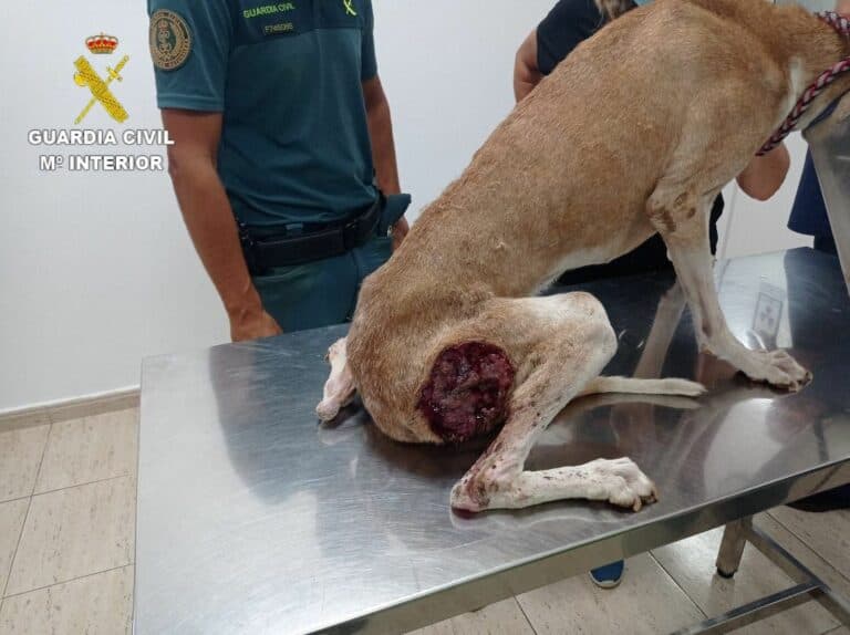 Investigados dos cazadores por tener perros en pésimas condiciones de salud en Fuerteventura