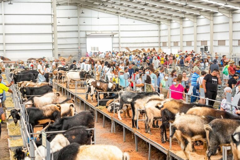 Todo listo para FEAGA 2023, del 11 al 14 de mayo