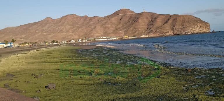 El Cabildo acude de urgencia a retirar las algas «tóxicas e invasoras» en la playa de Gran Tarajal