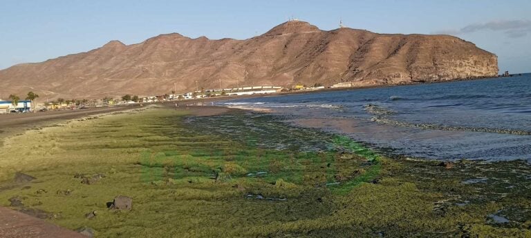 El Cabildo acude de urgencia a retirar las algas «tóxicas e invasoras» en la playa de Gran Tarajal