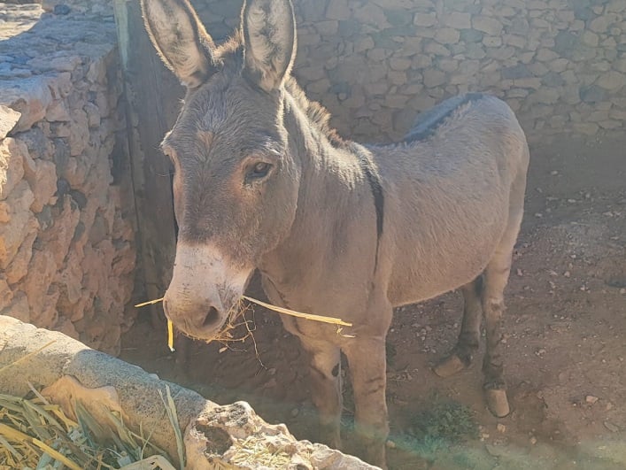 Un burro y un camello acercarán la vida tradicional majorera a los visitantes del Ecomuseo La Alcogida
