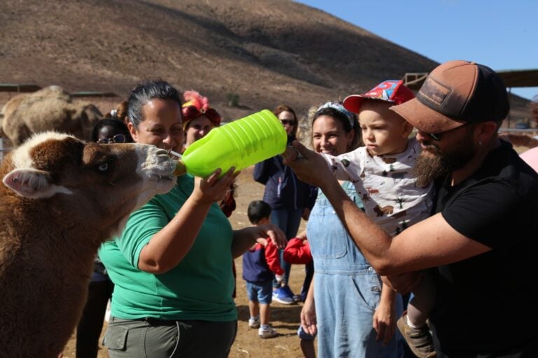 Gran éxito del «camino de Sus Majestades de Oriente» con la visita de más de 600 familias