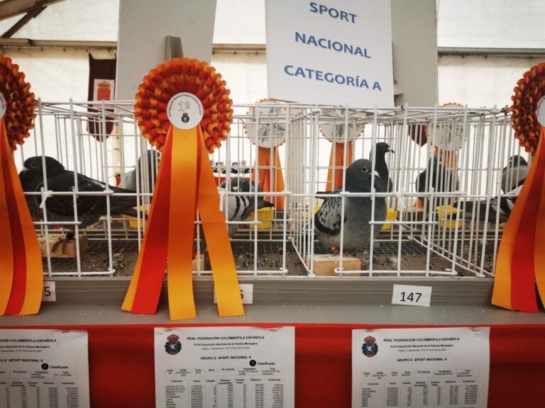Antigua acoge la primera exposición oficial de las 200 mejores palomas mensajeras de España