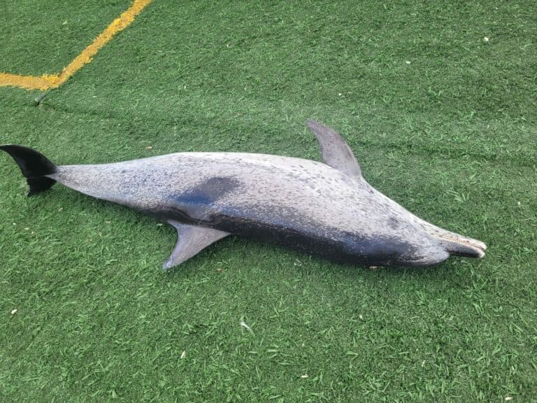VIDEO | Aparece varado un delfín muerto en la playa de Los Pozos