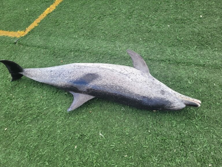 VIDEO | Aparece varado un delfín muerto en la playa de Los Pozos