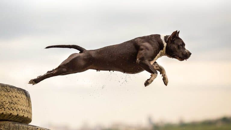 Herido de gravedad tras ser atacado por su perro en Canarias