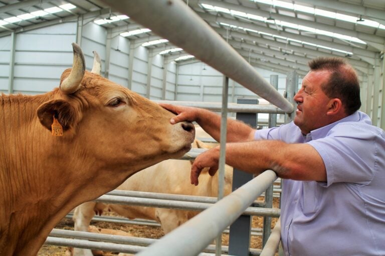 Antigua ofrece una subvención exclusiva para sufragar los gastos de alimentación del ganado