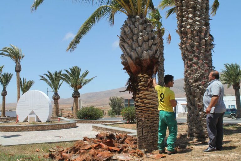 Antigua impulsa un curso gratuito especializado en poda de palmeras